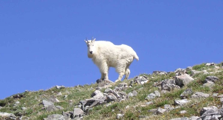mountain_goat-blissfulmom.jpg?type=w2