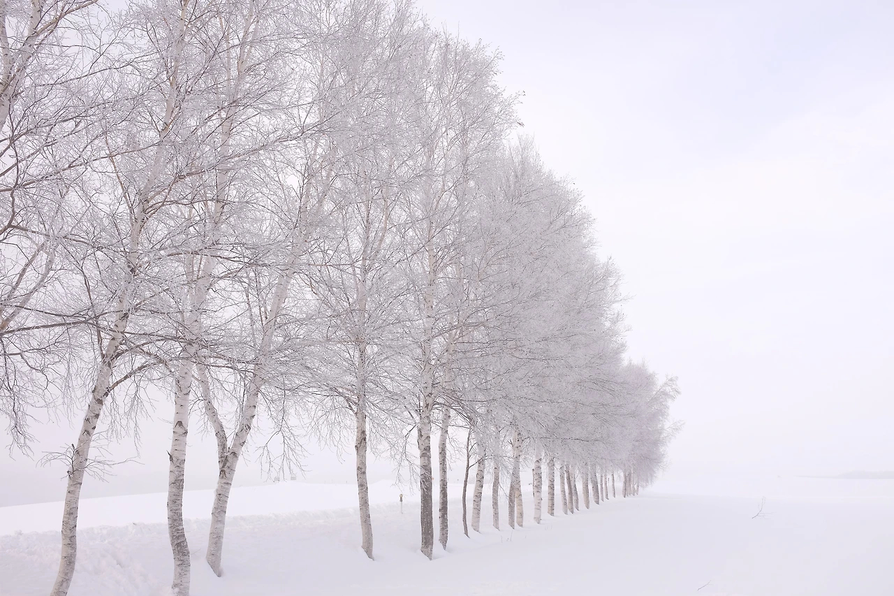 세븐스타나무 가는길.JPG