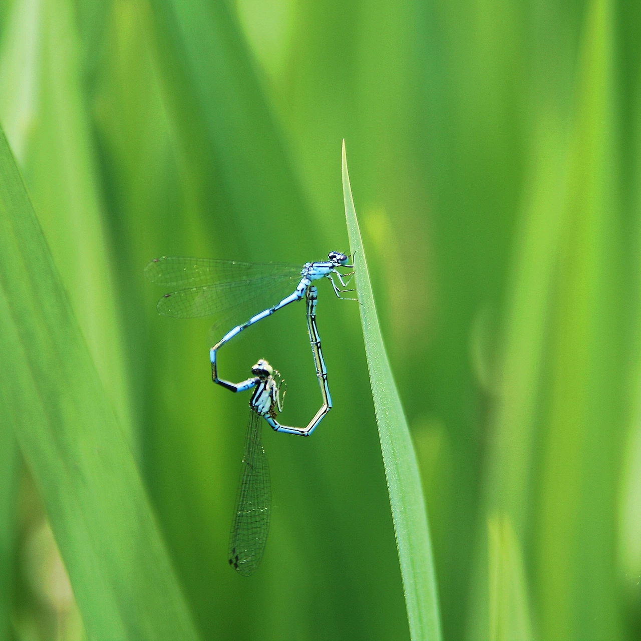 (단양중 3년 남윤지)푸르른 사랑(정사각형).JPG