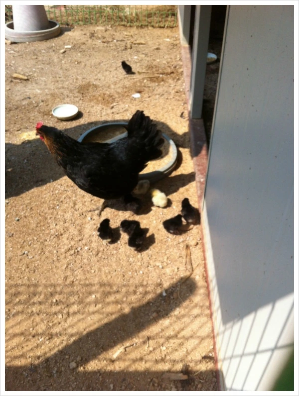 22644649555548361CC88C