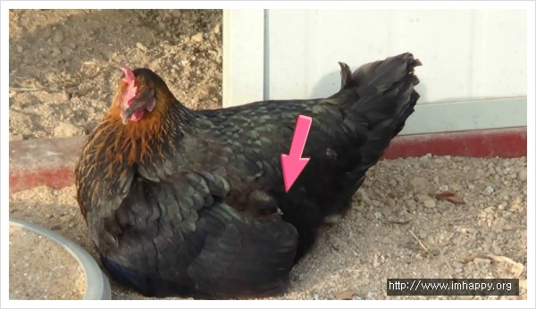 226214395543320A27C626