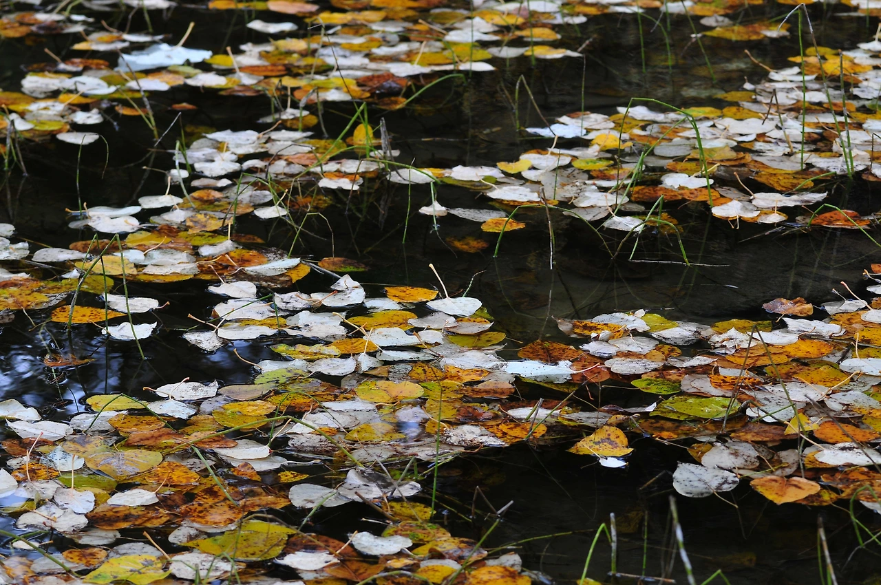 29.가을과 수다..JPG