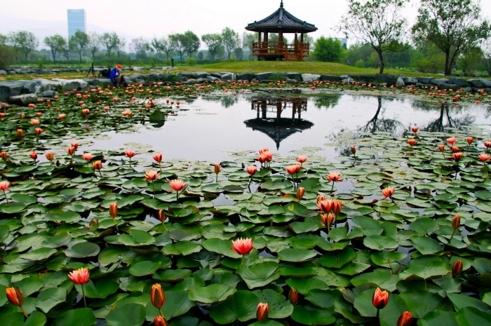 Korea_Busan&Busan_ Samrak Wetland Park.JPG