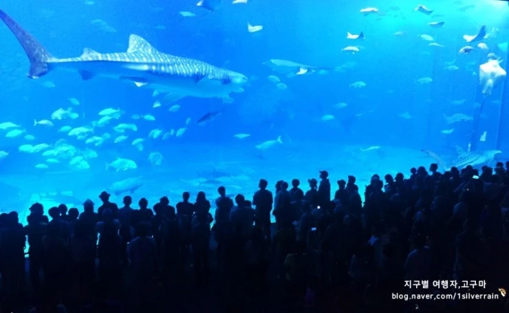 okinawa_travel11.jpg?type=w740