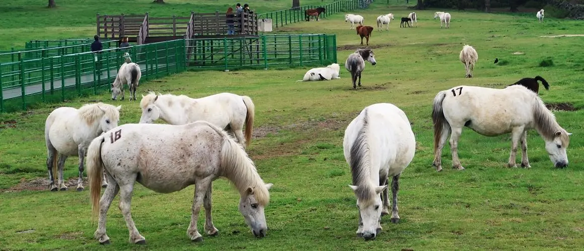08_jeju_mabanggrazing land..JPG