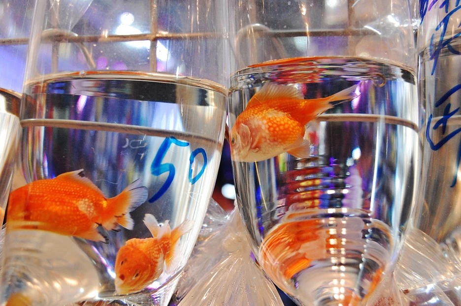 DSC_0050-1.JPG?type=w1