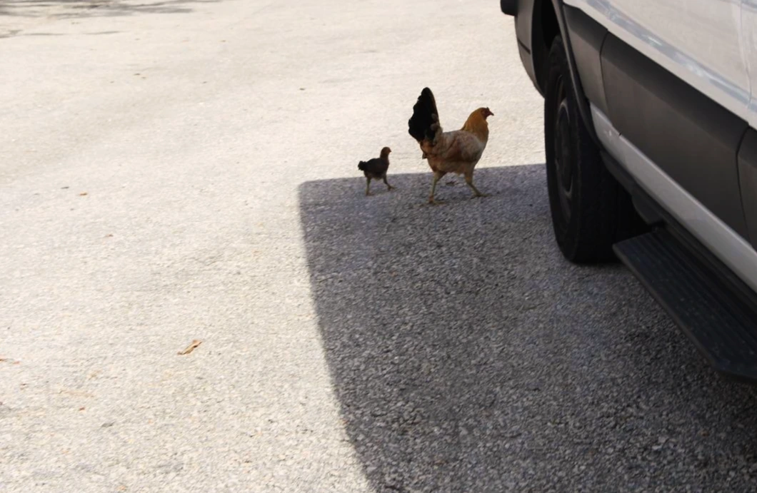 IMG_4166_메리조부두 (1).JPG