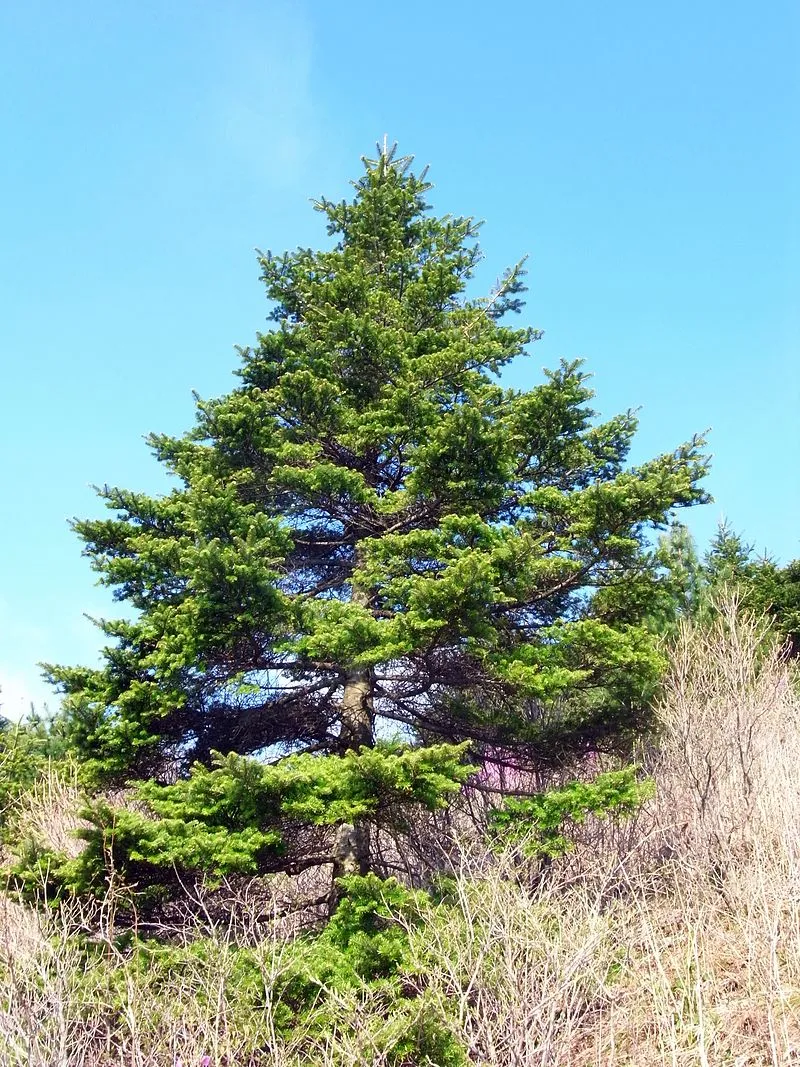 Abies_koreana_at_Jirisan_mountain_01.JPG