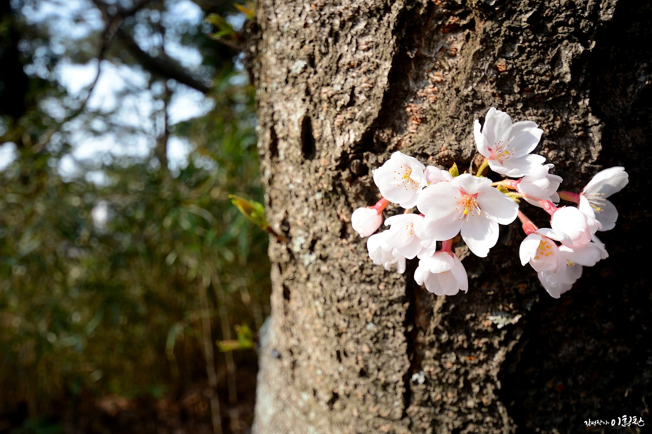 벚꽃피다 (3).JPG