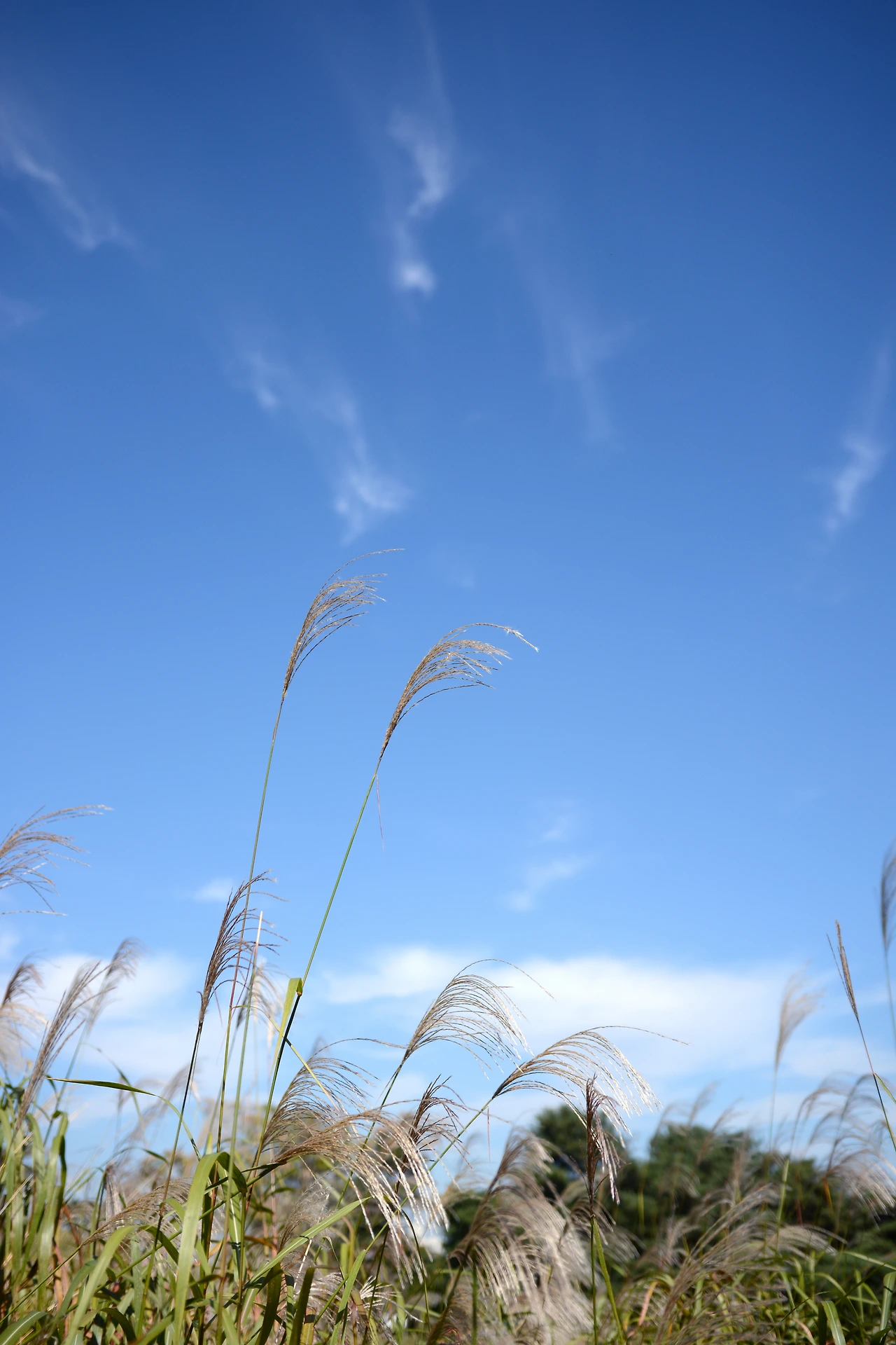 올픽공원 (8).JPG