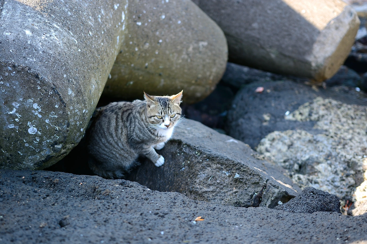 이호냥이다시 (9).JPG