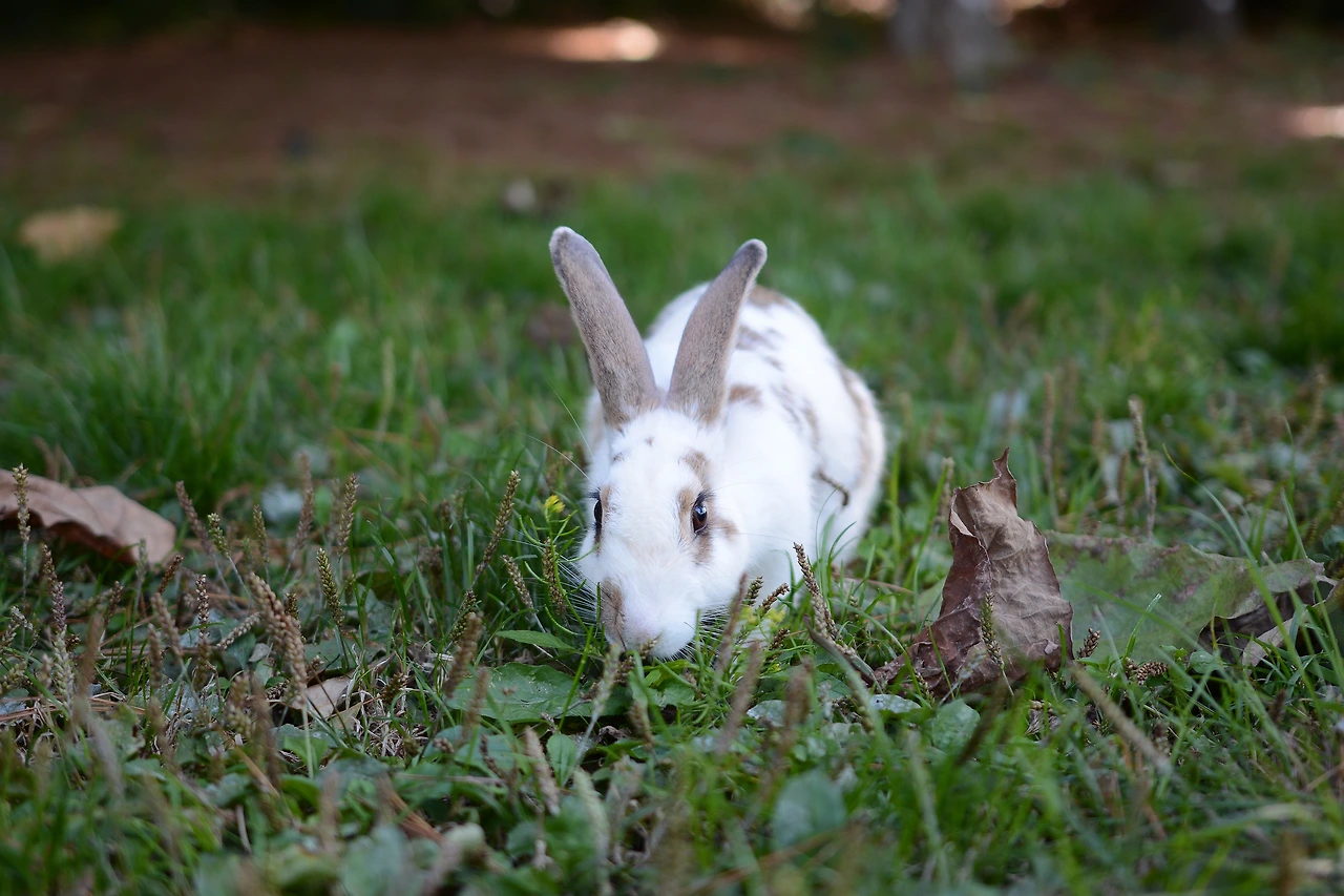 올픽공원 (13).JPG