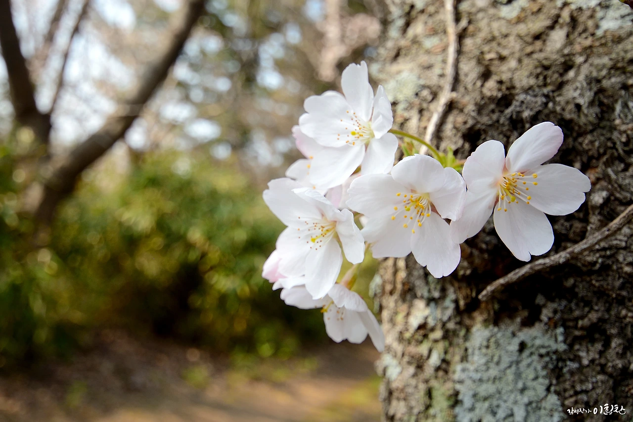 벚꽃피다 (5).JPG