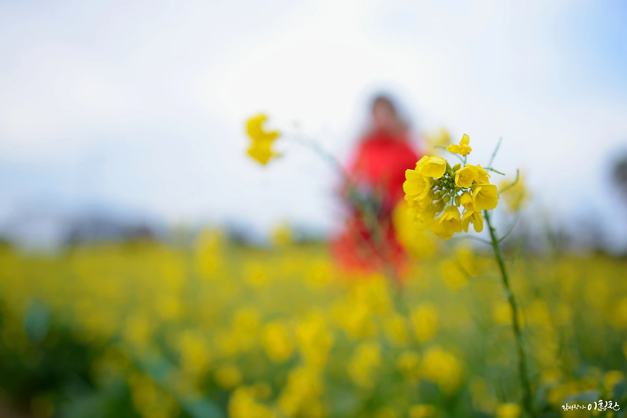 유채꽃밭 (5).JPG