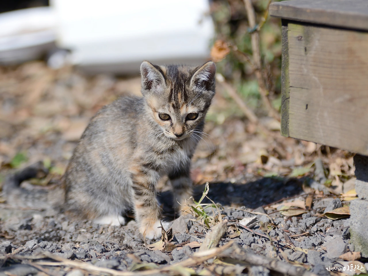 bmw롯데리아외도 (1).JPG