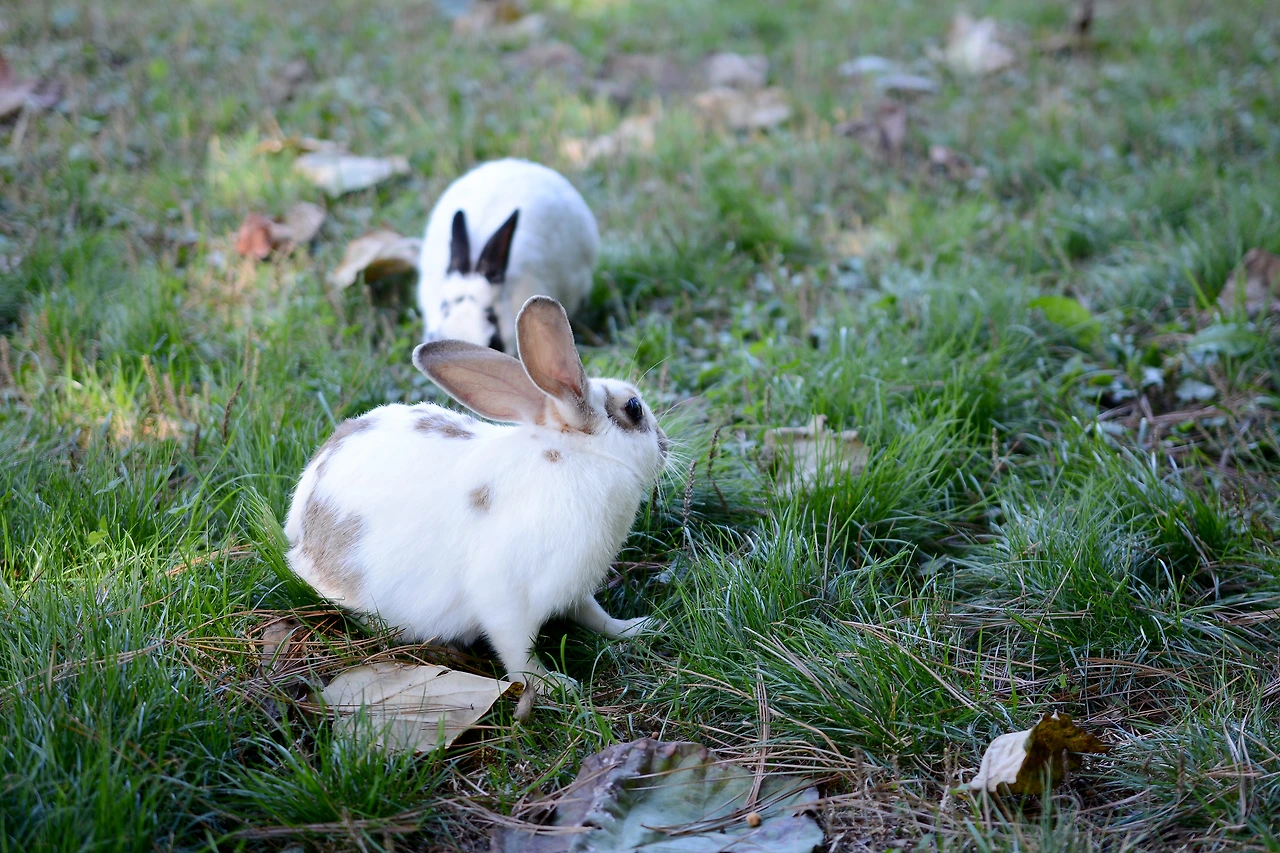 올픽공원 (12).JPG