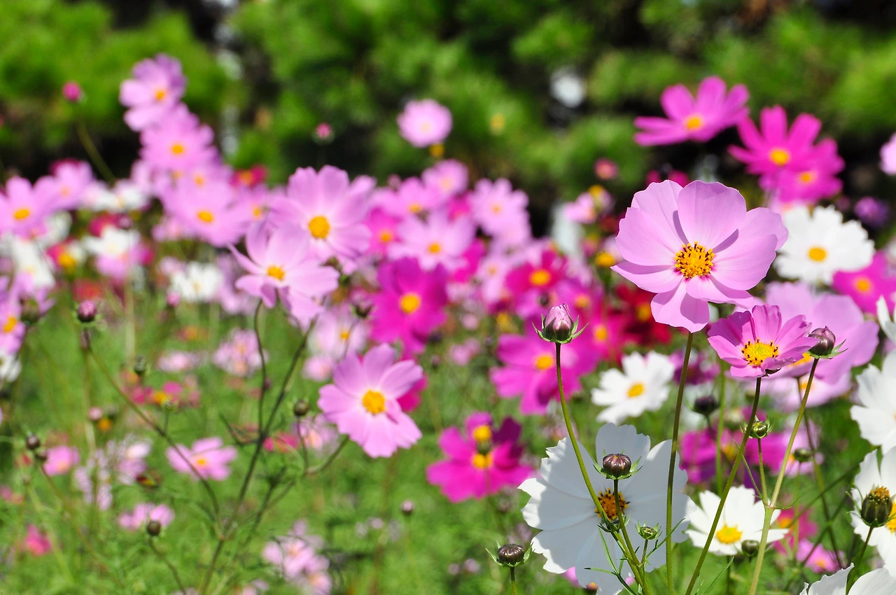 올픽공원 (2).JPG