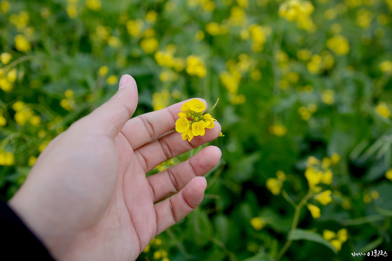 유채꽃밭 (13).JPG