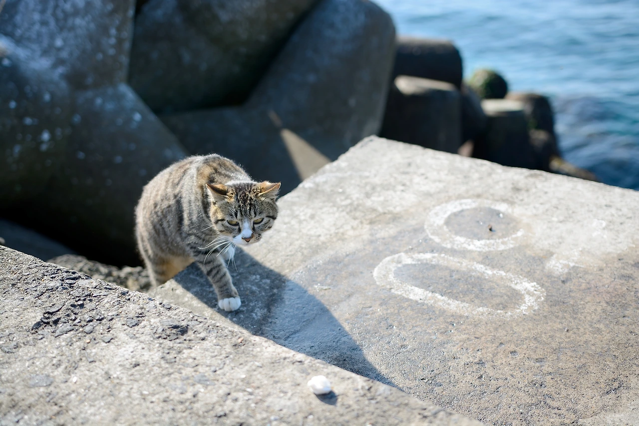 이호냥이다시 (2).JPG