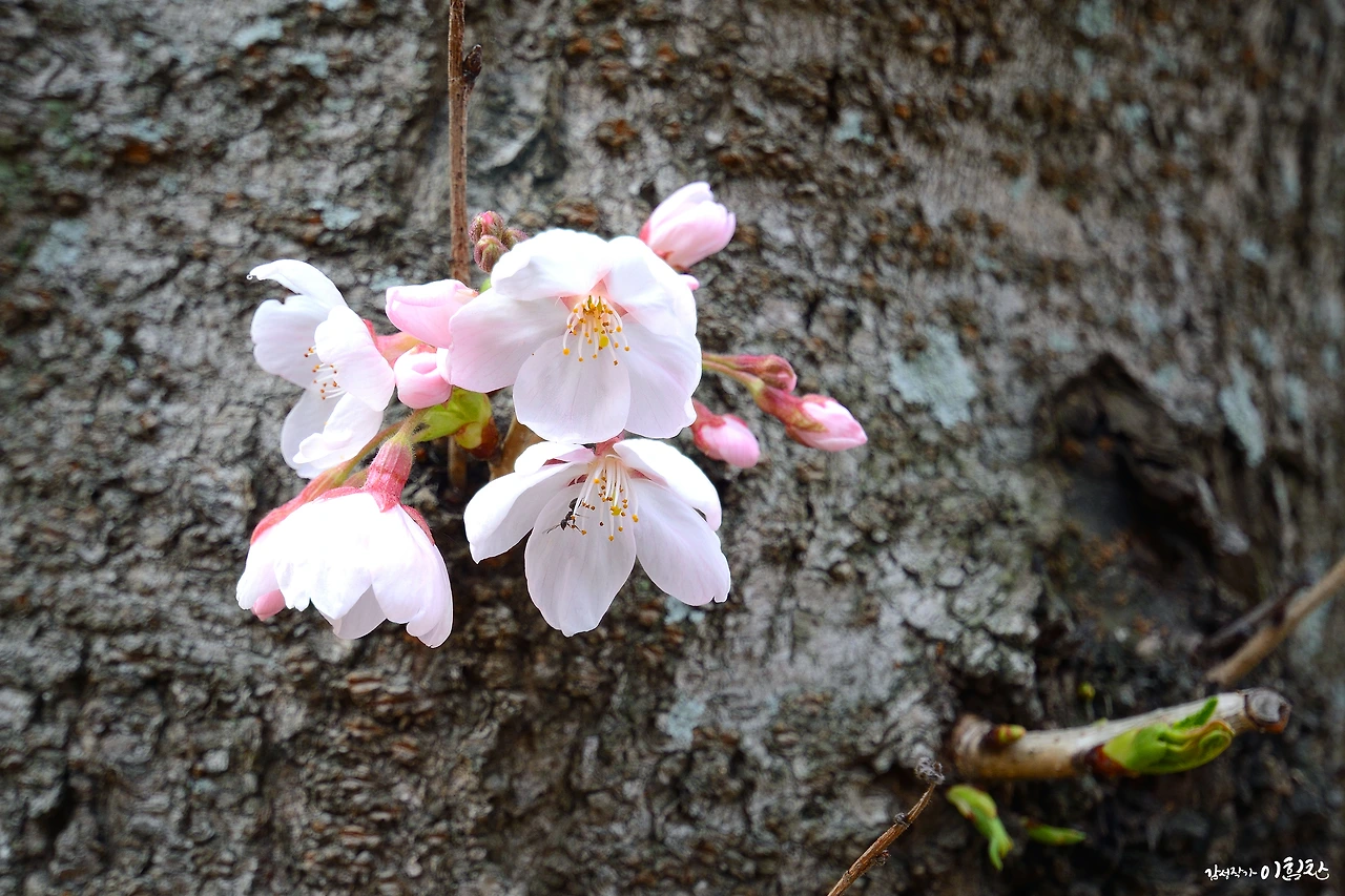 벚꽃피다 (2).JPG