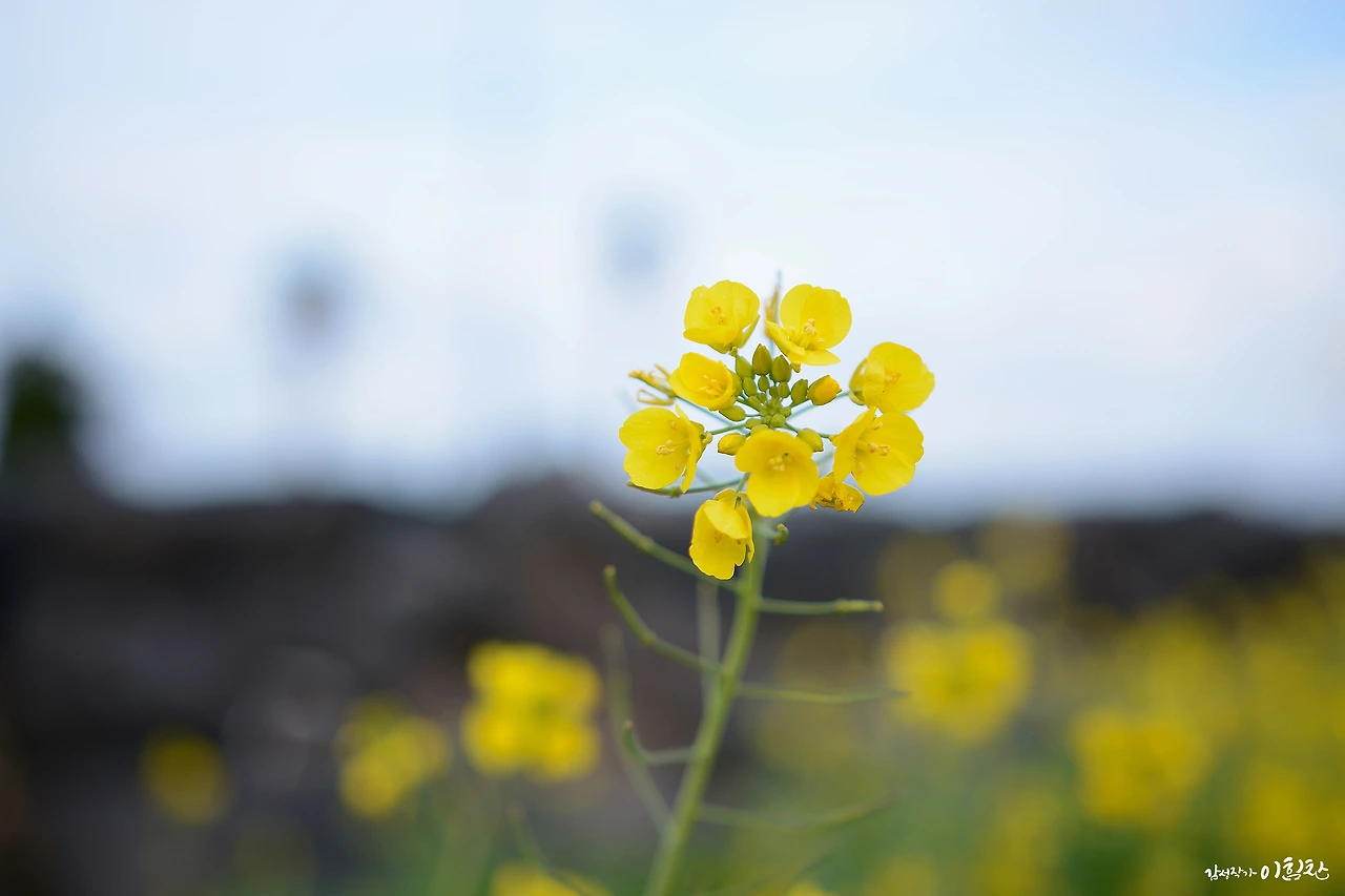 유채꽃밭 (17).JPG
