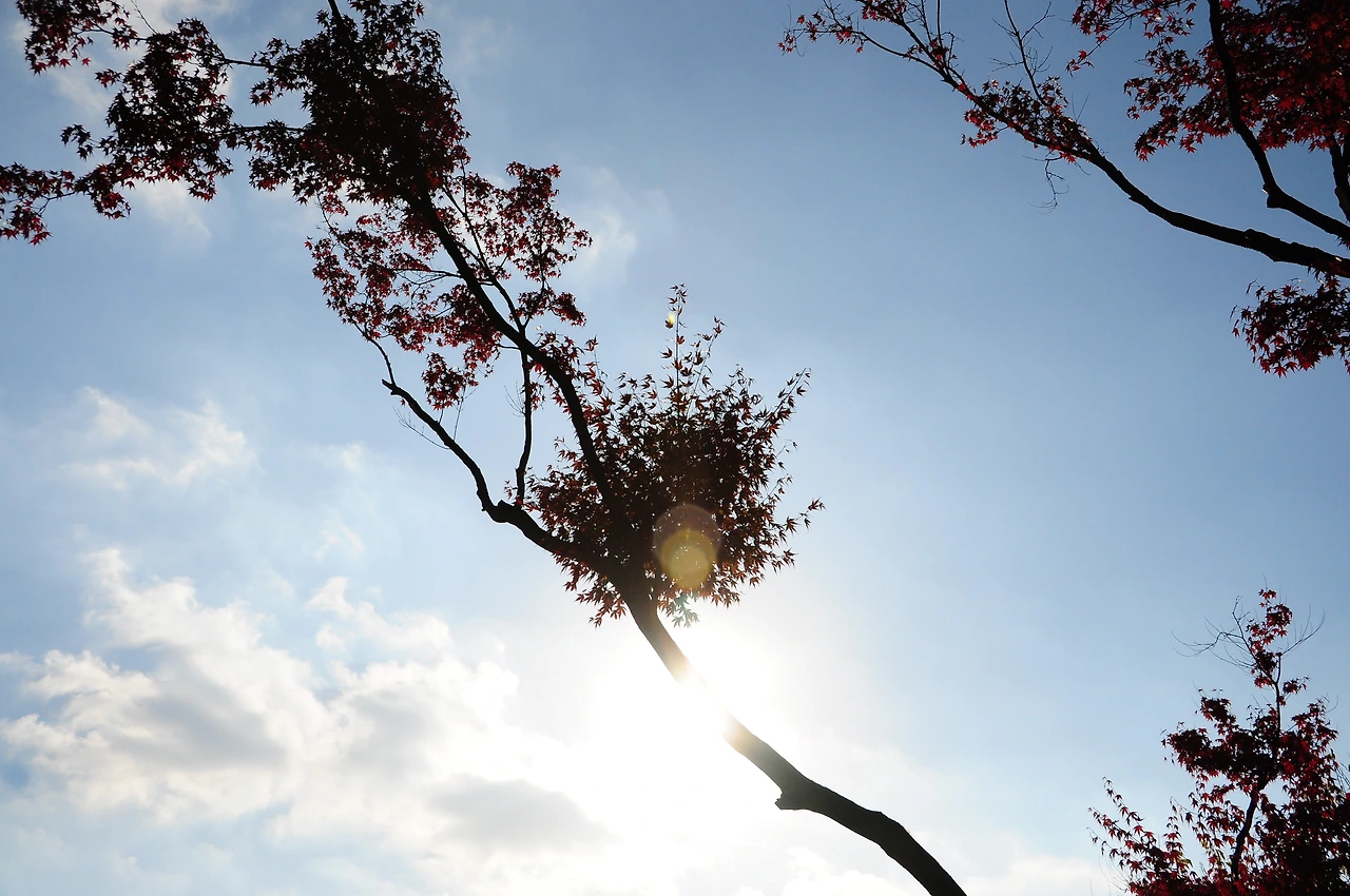 고궁이야기 (11).JPG