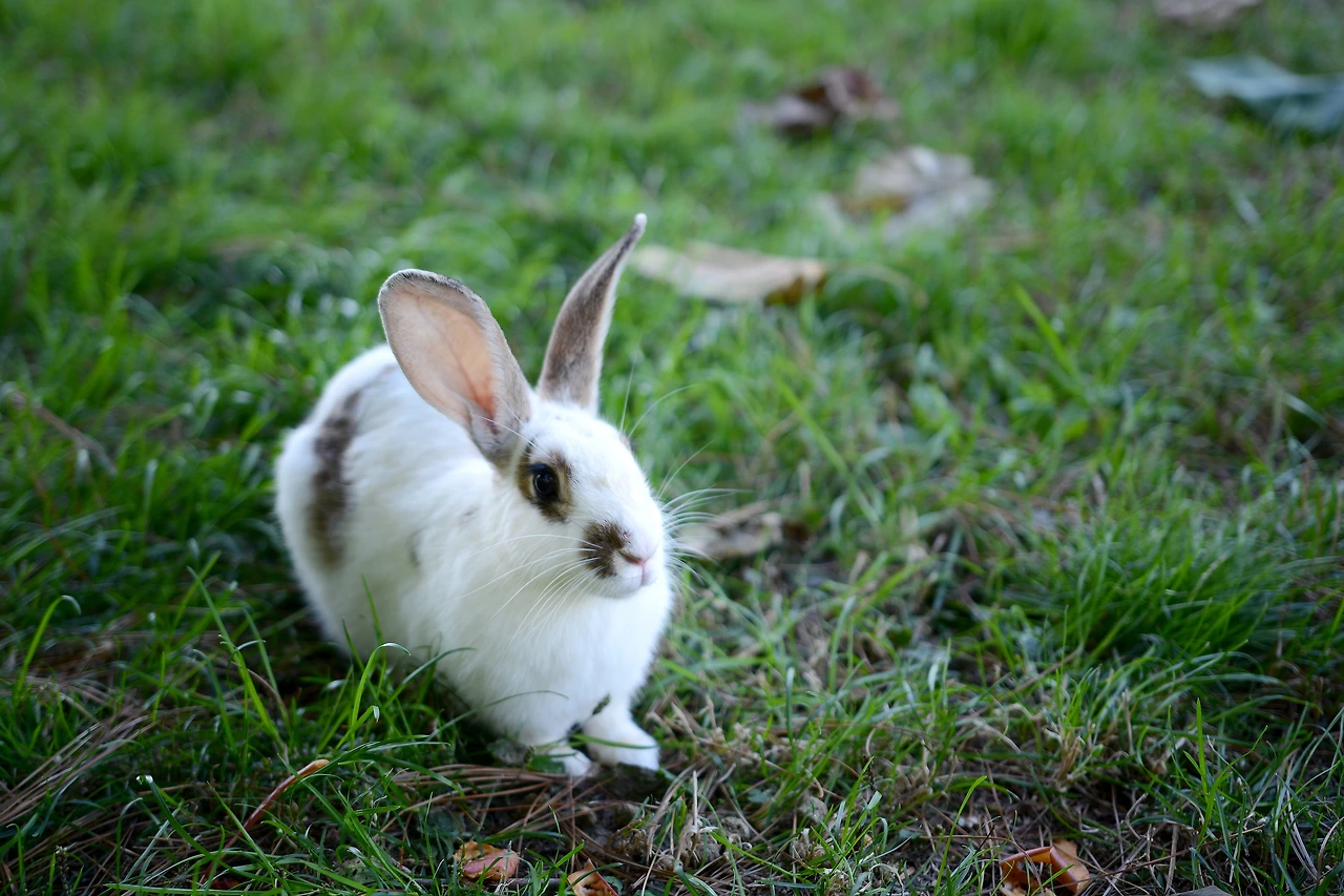 올픽공원 (15).JPG