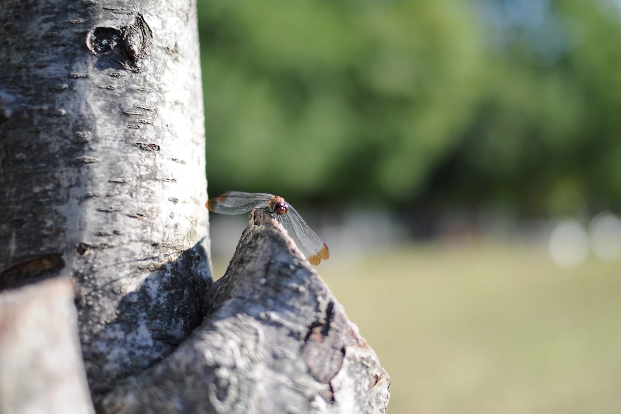 서울숲에서 (3).JPG