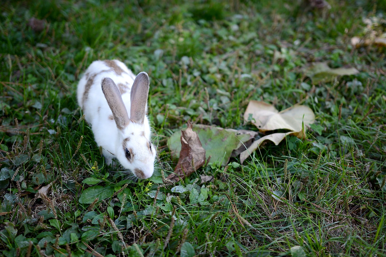 올픽공원 (14).JPG