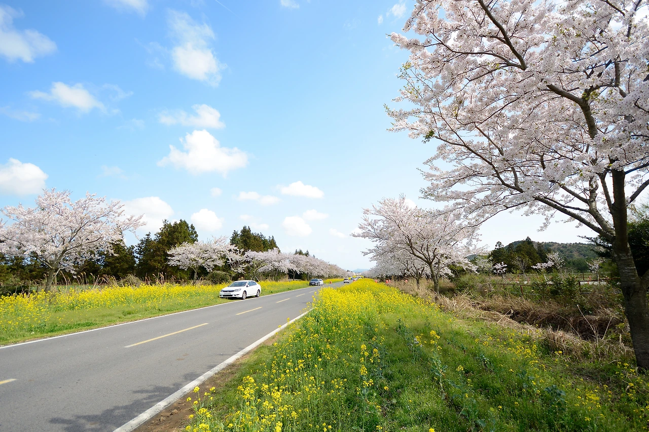 가시리유채꽃길 (3).JPG