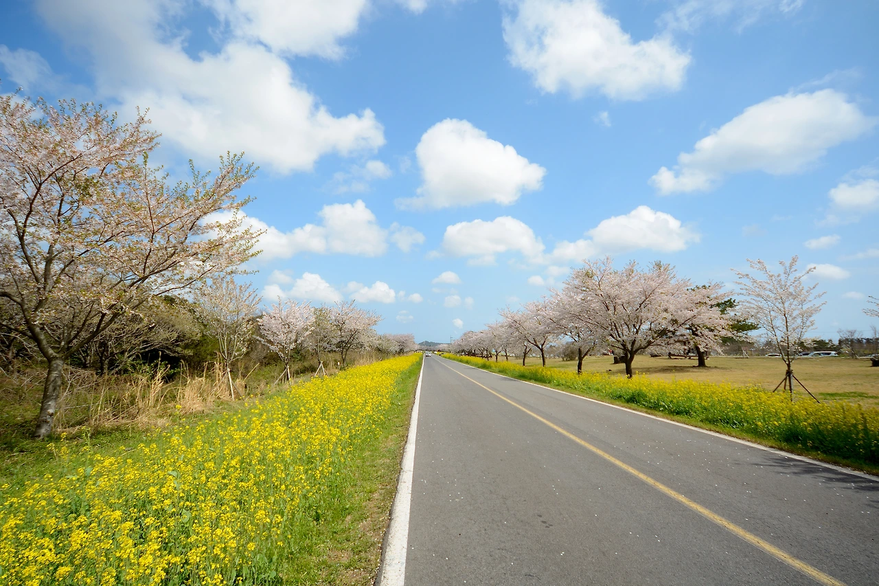 가시리유채꽃길 (2).JPG