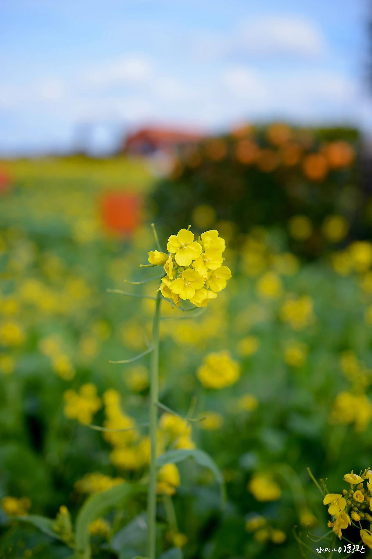유채꽃밭 (16).JPG