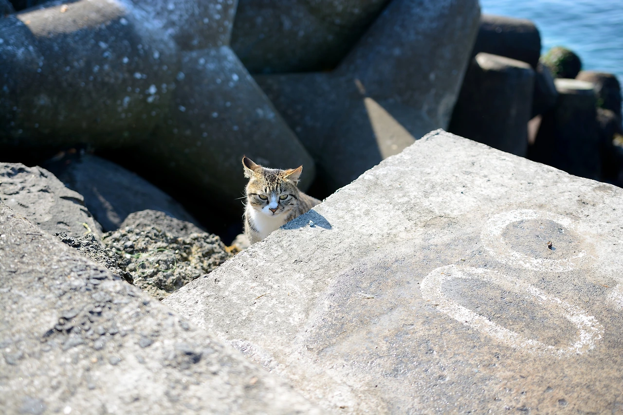 이호냥이다시 (1).JPG