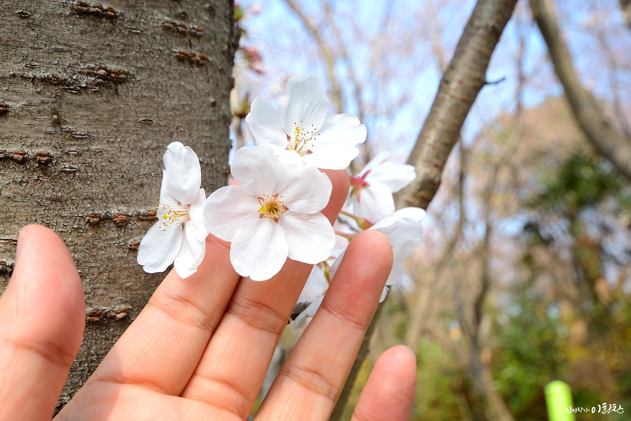 벚꽃피다 (1).JPG