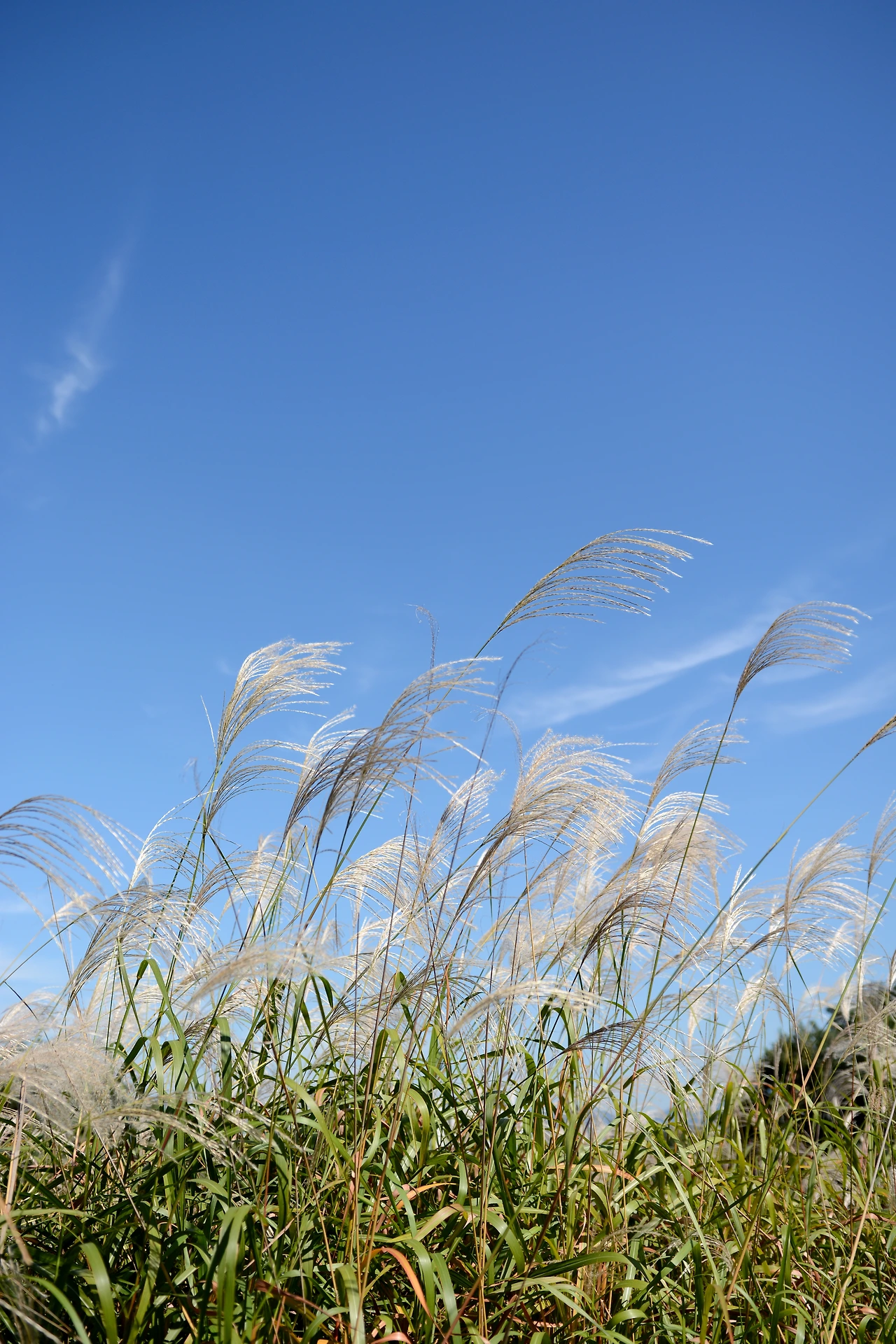 올픽공원 (9).JPG