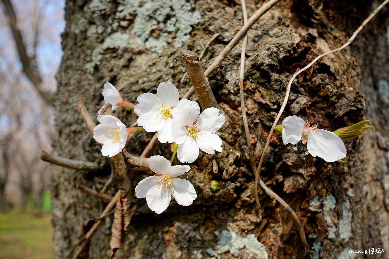 벚꽃피다 (6).JPG