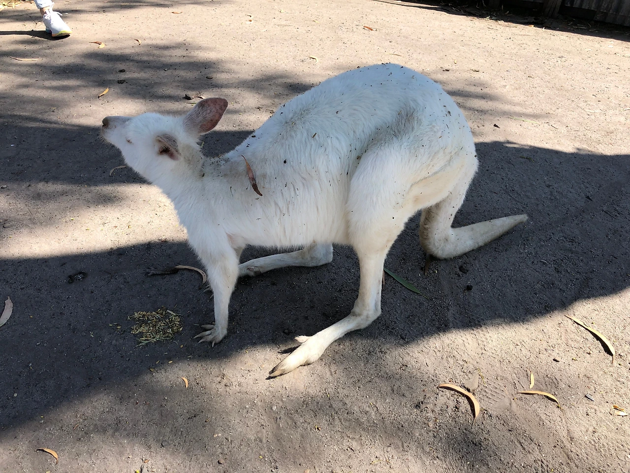 호주 알비노.JPG