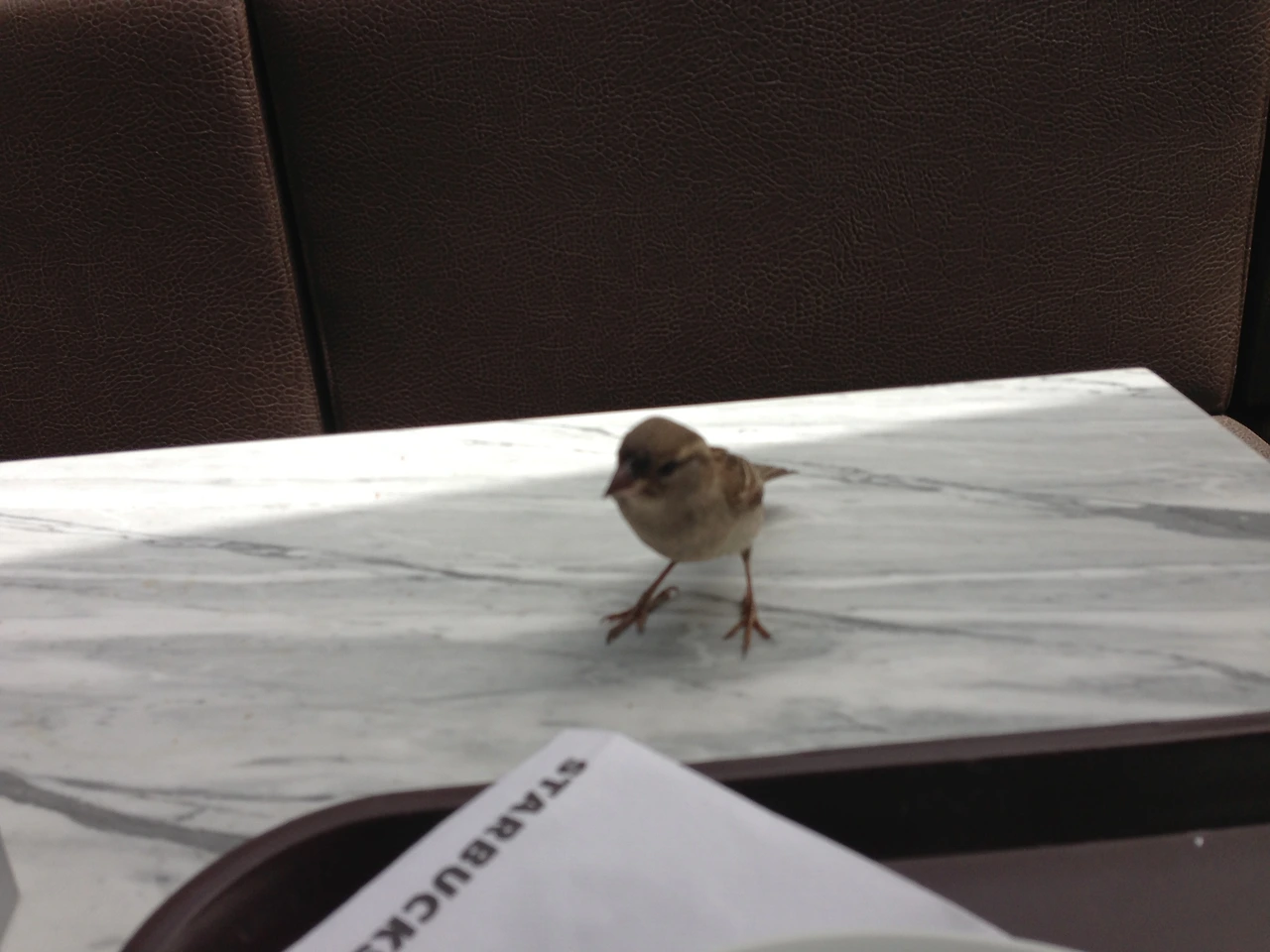 베벡 스벅 깡패.JPG