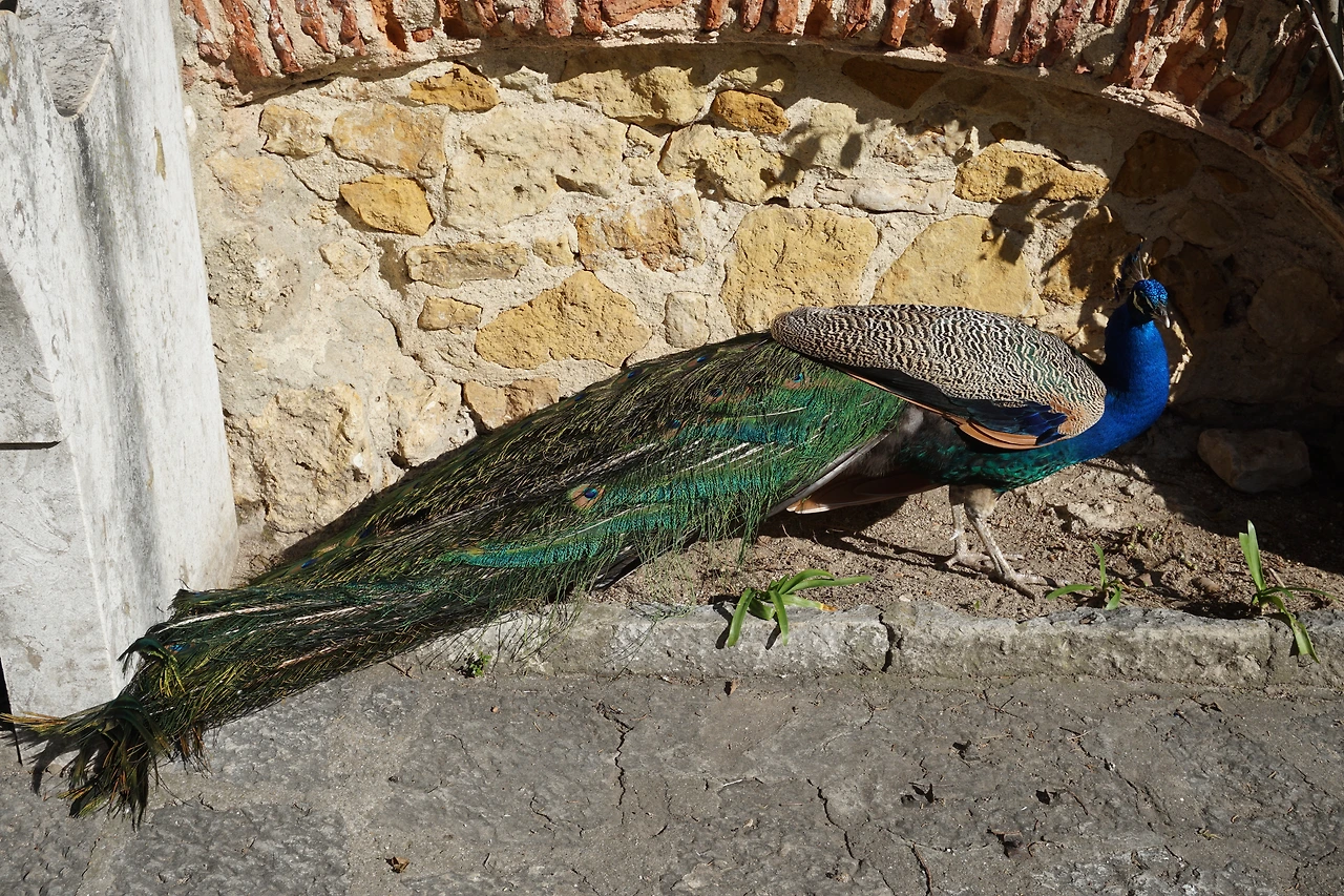 뜻밖의 공작 스페인.JPG