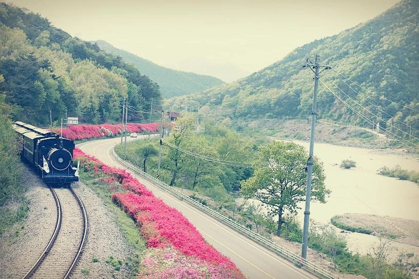 기차와 강변 꽃길 (4).JPG