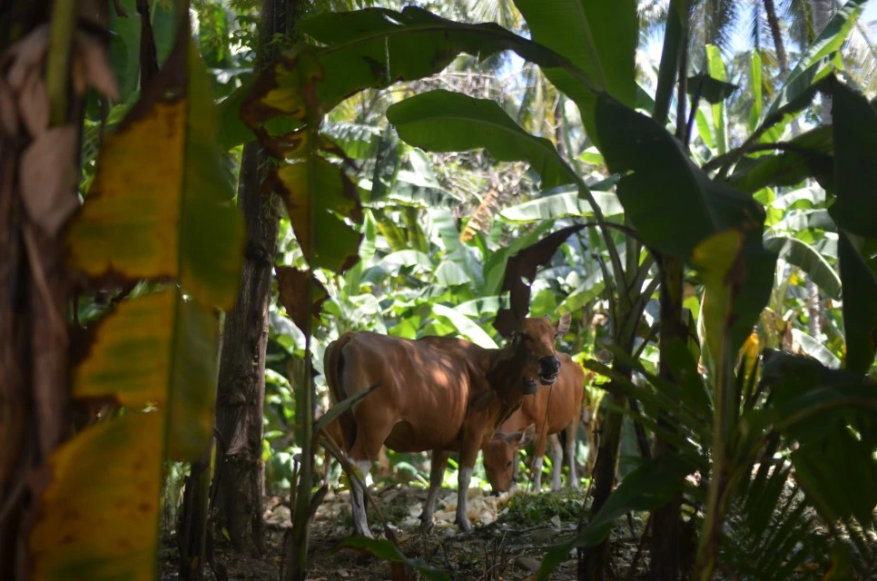 DSC_0727.JPG?type=w966