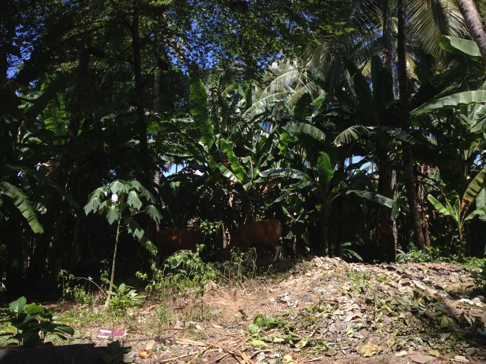 IMG_8228.JPG?type=w966