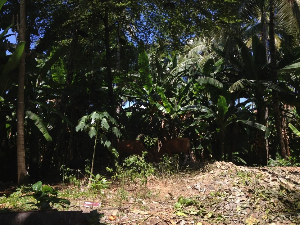 IMG_8229.JPG?type=w966