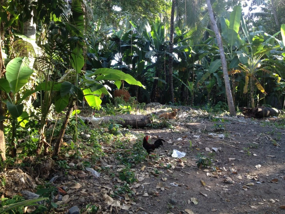 IMG_8240.JPG?type=w966