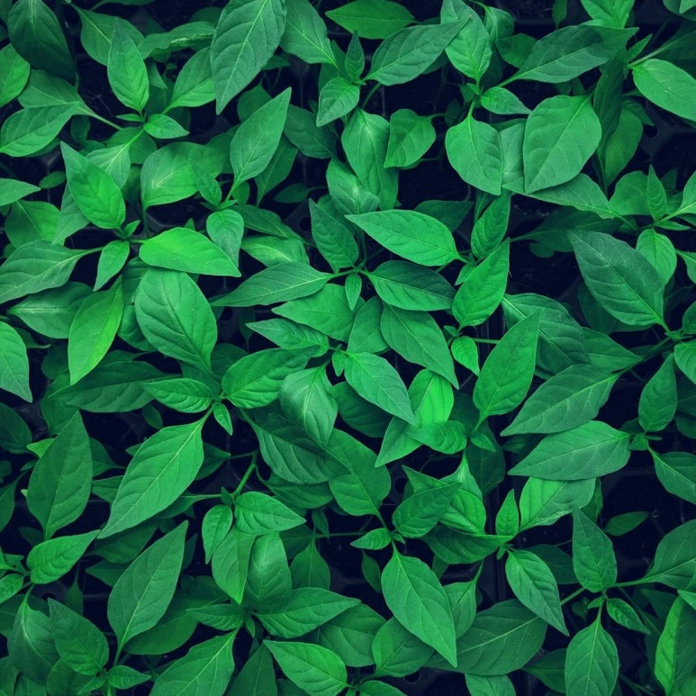 SE-ab7d6557-21b9-46fc-b417-2586302e975b.jpg?type=w773