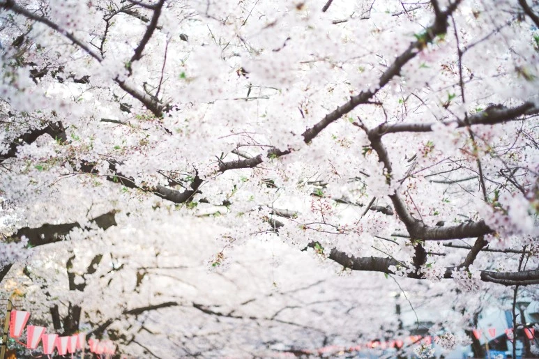 DSC06129.jpg?type=w773