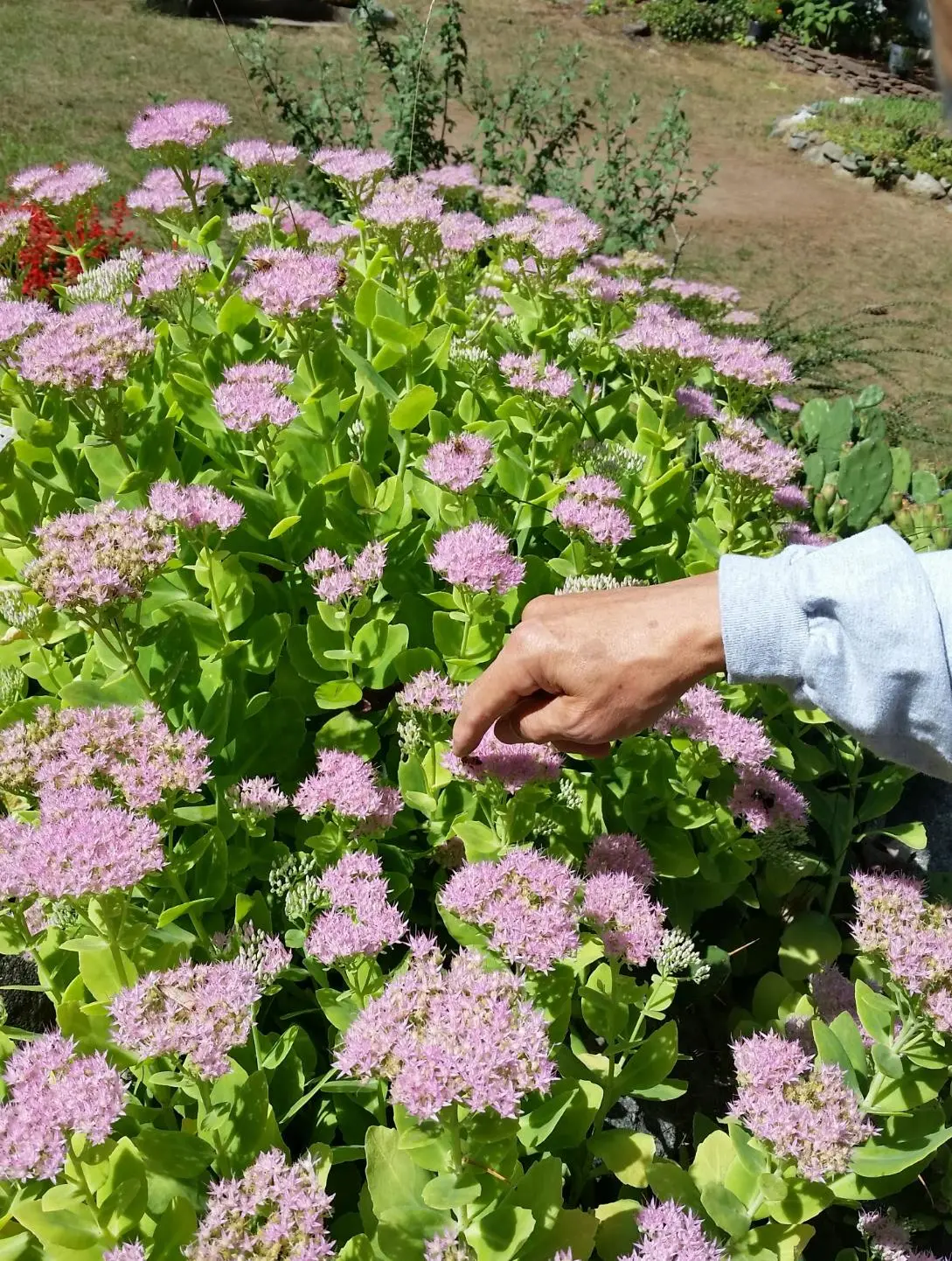 벌쓰다듬는 사진.JPG