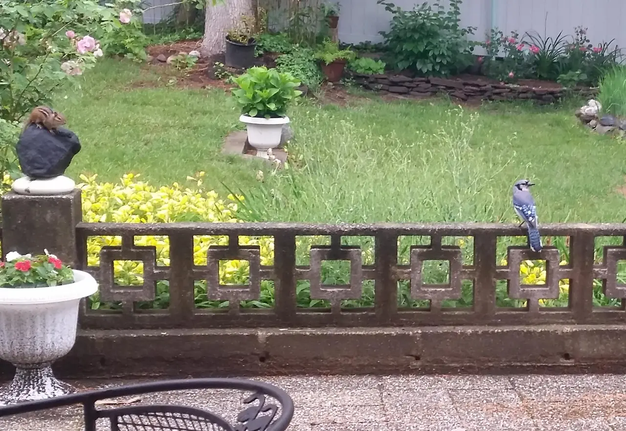 블루제이와 다람쥐 3.JPG