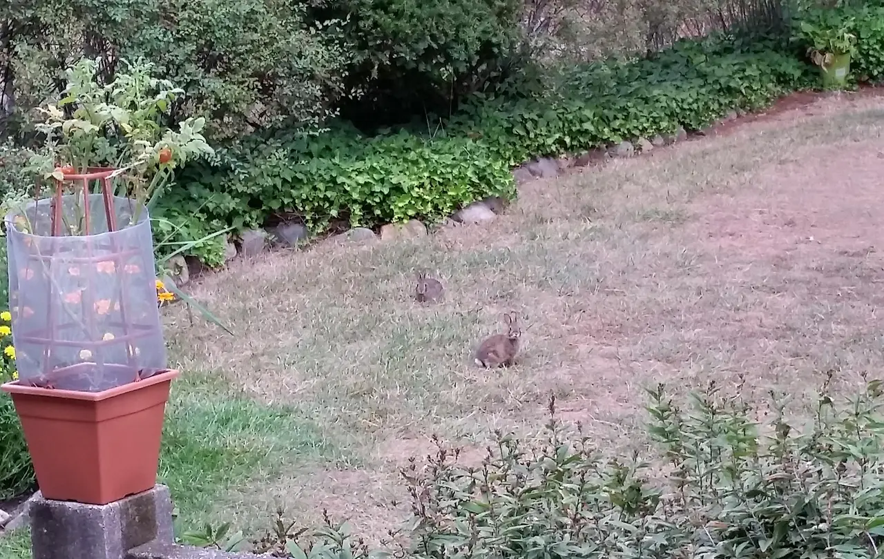 토끼사진 수정.JPG