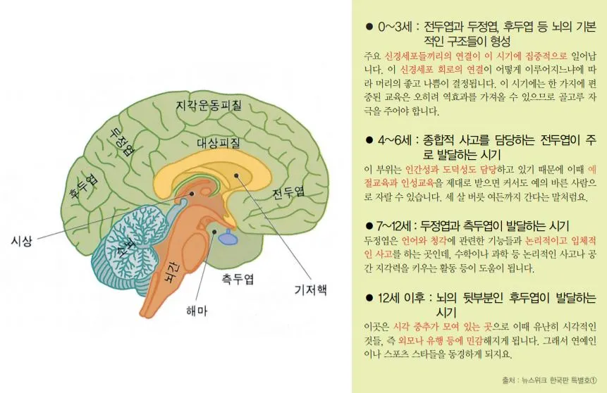 연령별뇌발달과정.JPG